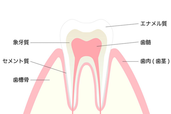 歯の構造